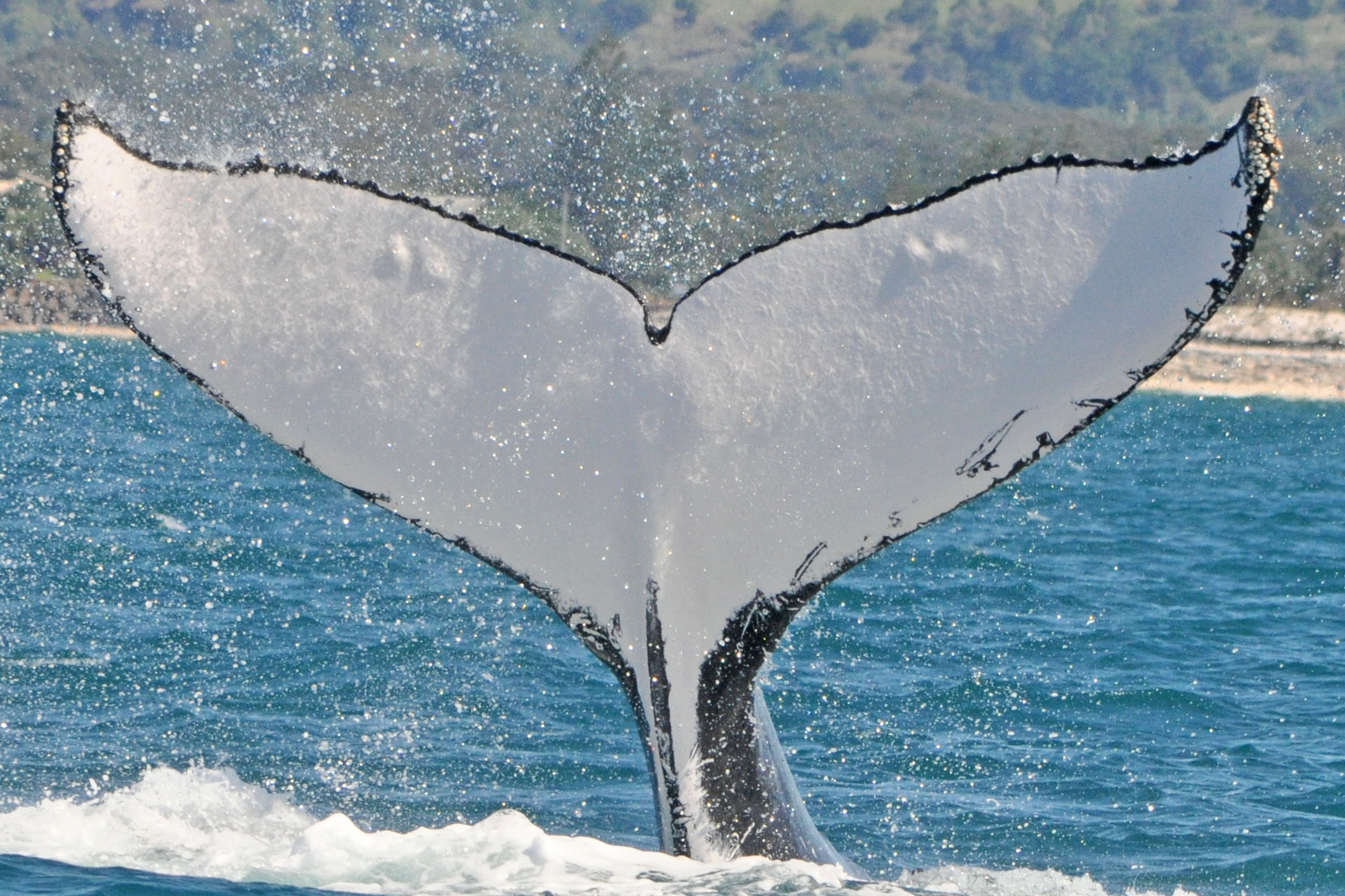 Whale tails aid research